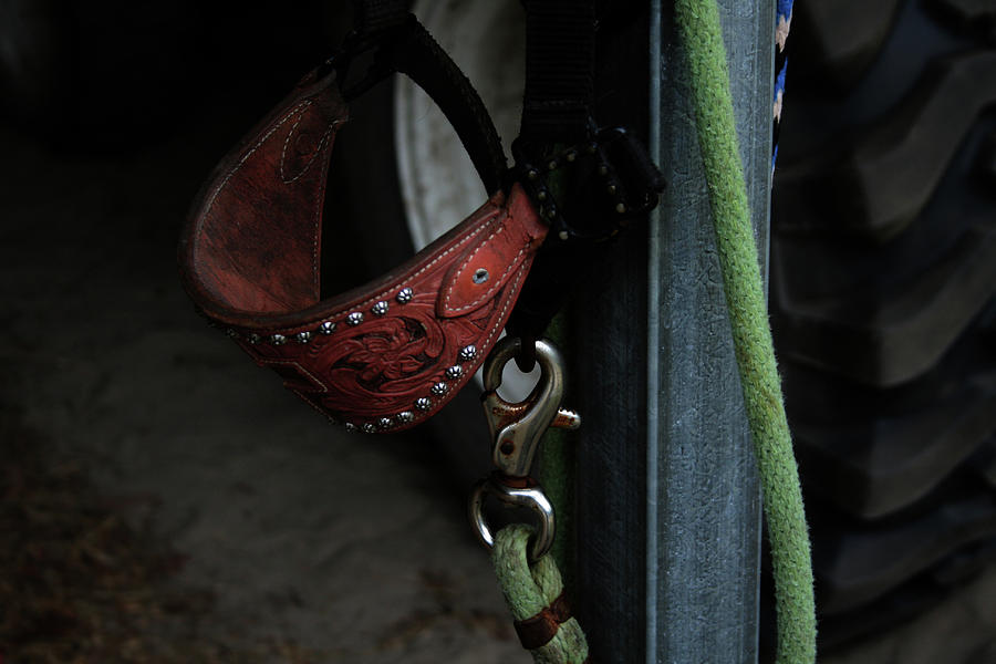 Horse Photograph - Horse halter and lead rope by Cathy Harper