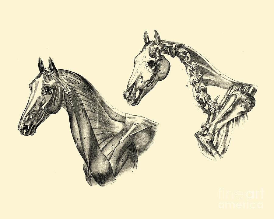 Horse Digital Art - Horse Head Anatomy by Madame Memento