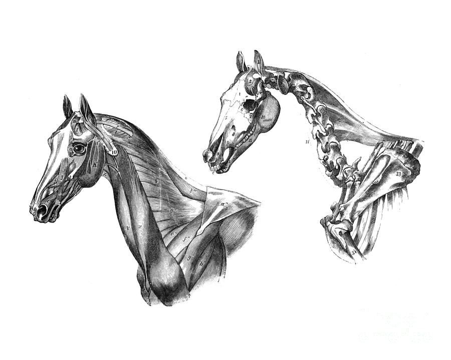 Horse Digital Art - Horse Head by Madame Memento