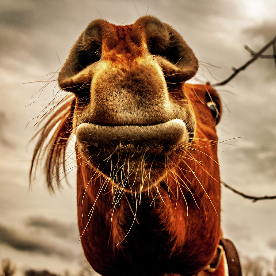 Horse Head Mr. Ed Photograph by Louis Dallara