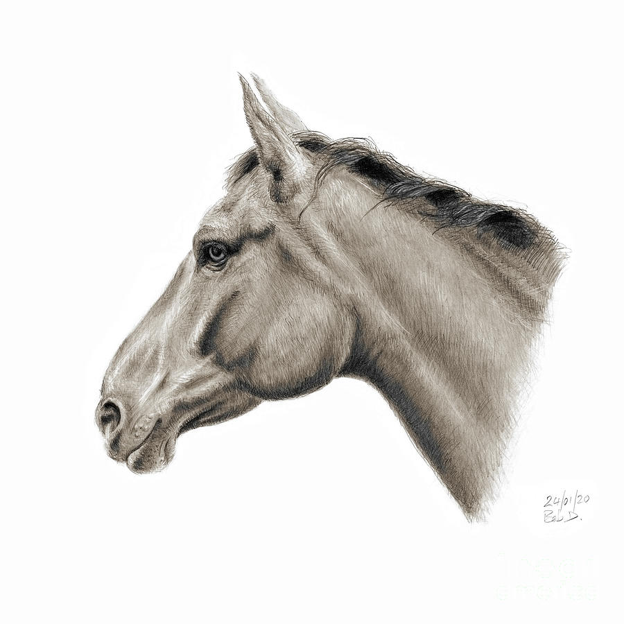 Horse Head Drawing by Robert Douglas