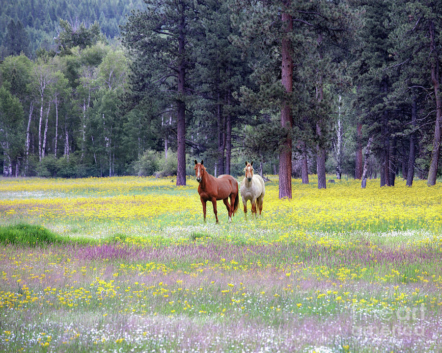 Horse Heaven in Montana Photograph by Leslie Wells