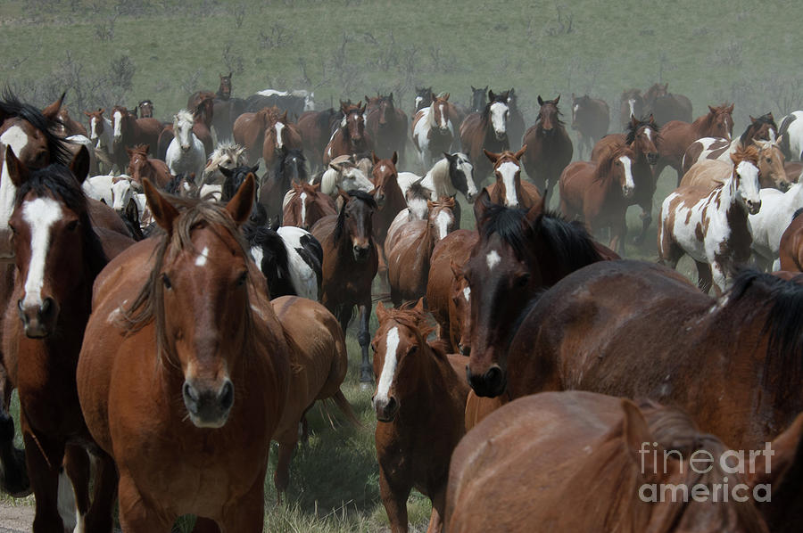Horse Herd 2 Photograph by Jody Miller