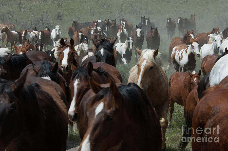 Horse herd 3 Photograph by Jody Miller
