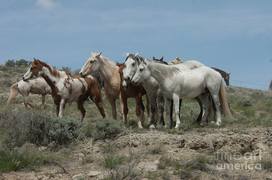 Horse herd 4 Photograph by Jody Miller
