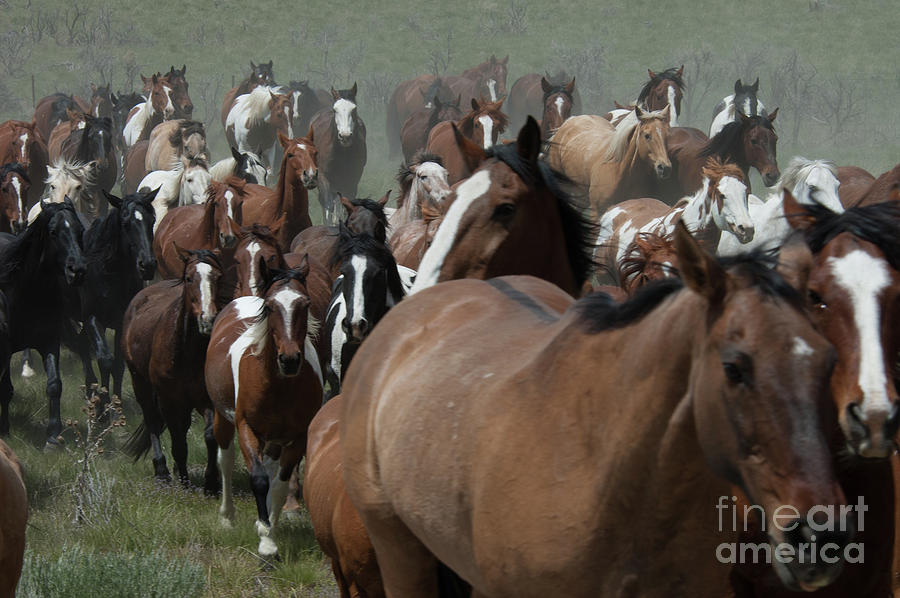 Horse Herd  Photograph by Jody Miller