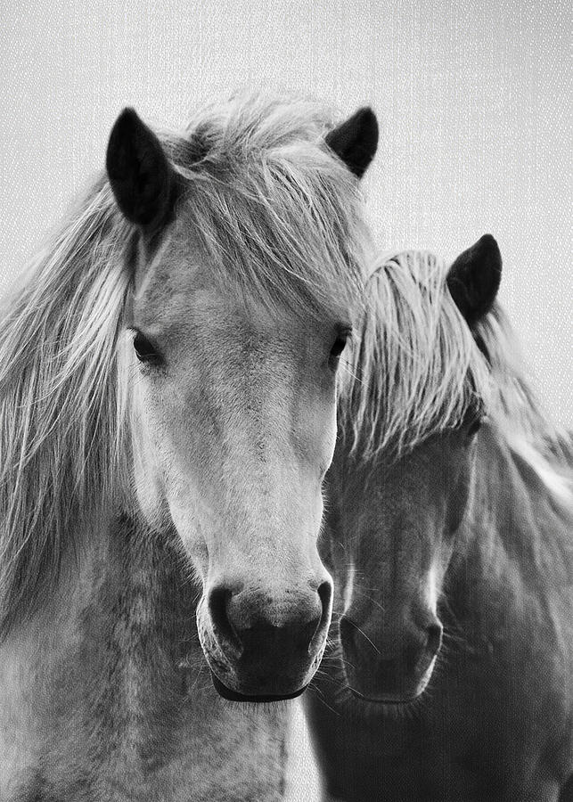 Horse Horses Black And White Digital Art By Rowlette Nixon Pixels