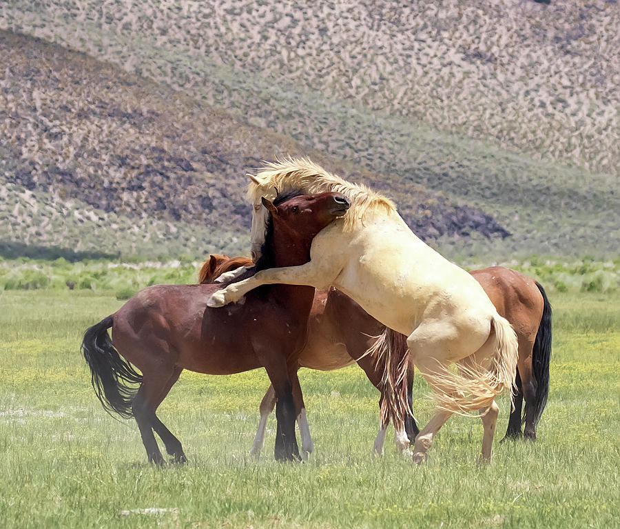 Horse Hug  Photograph by Cheryl Strahl