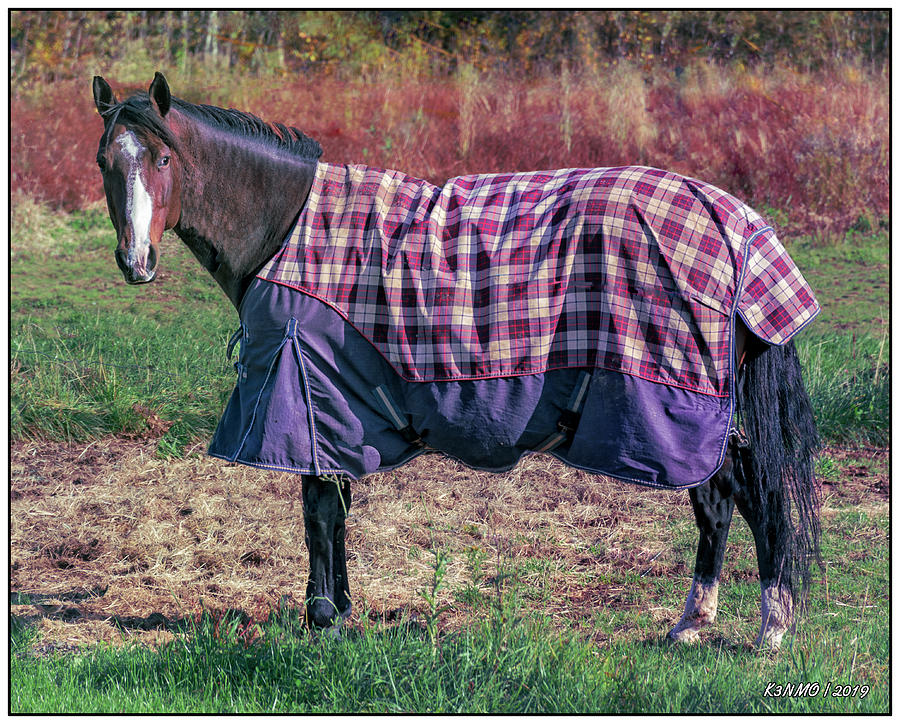 Horse in a Blanket Digital Art by Ken Morris