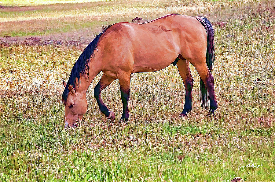 Horse In A Pasture 003 Digital Art by Jay Billings - Fine Art America