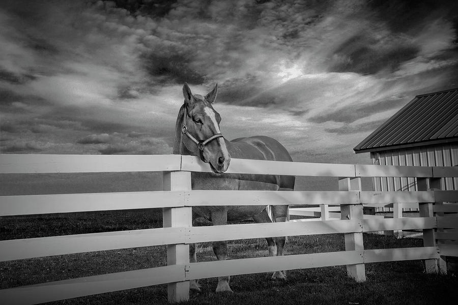 Horse in a Pasture behind a White Fence in Black and White. Photograph by Randall Nyhof