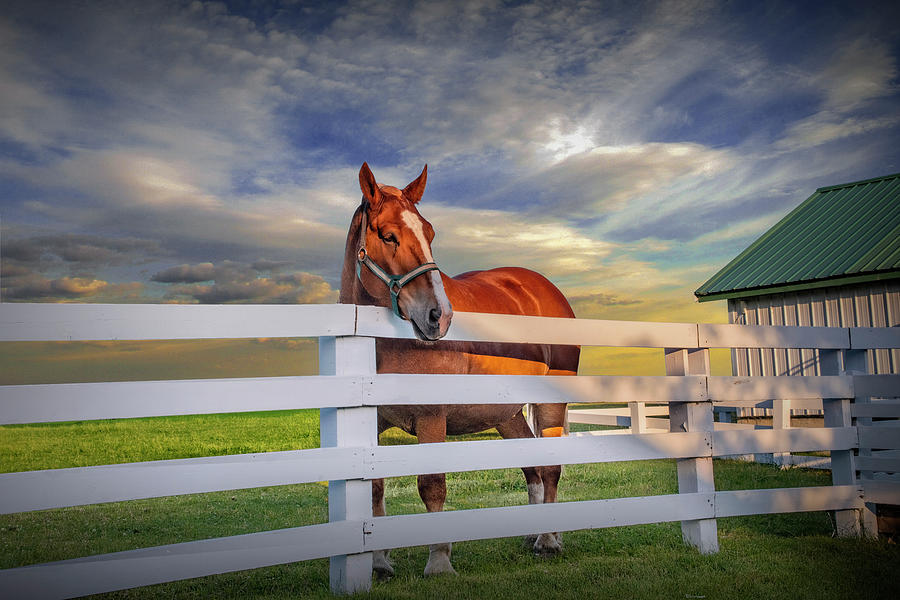 Horse in a Pasture behind a White Fence Photograph by Randall Nyhof