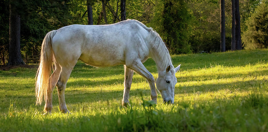 Horse in a Pasture Photograph by Rachel Morrison