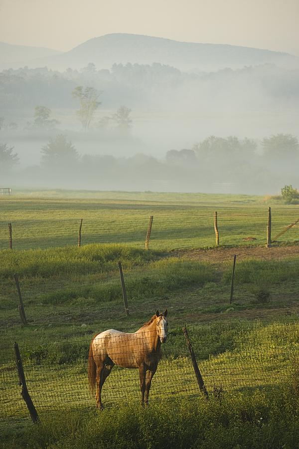 Horse in a pasture Photograph by Scott Barrow