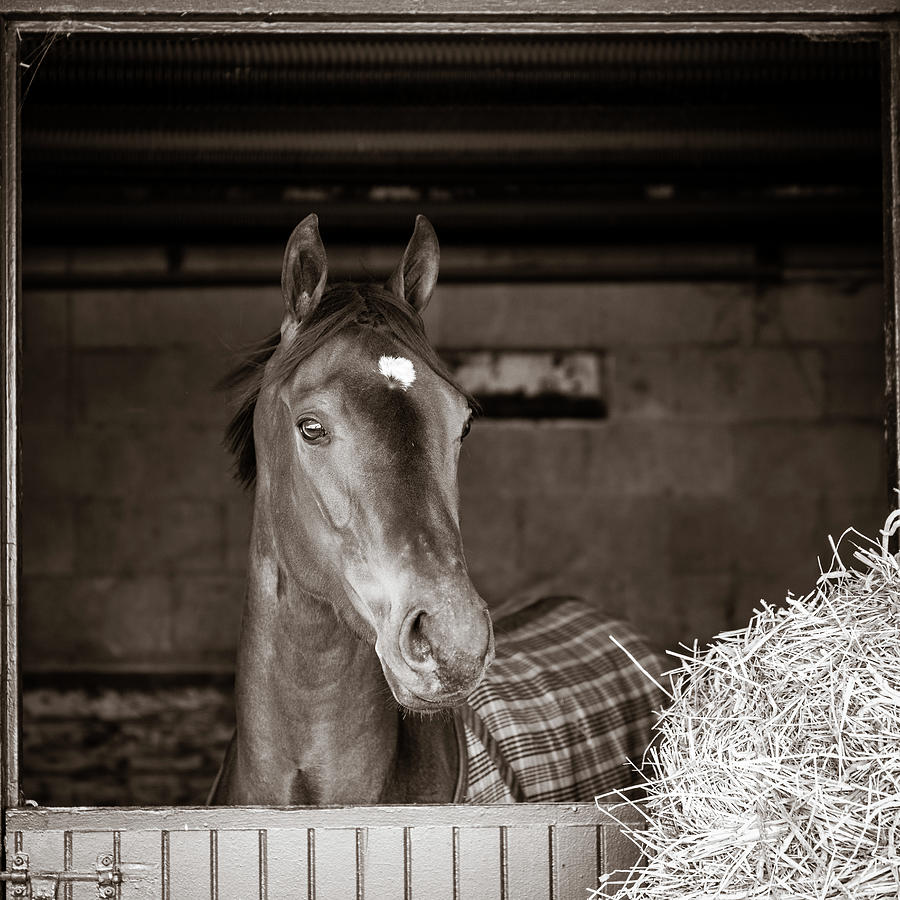 Horse in a stable in sepia Photograph by Alexey Stiop