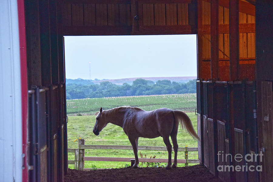 Horse in a Stable Photograph by Catherine Sherman