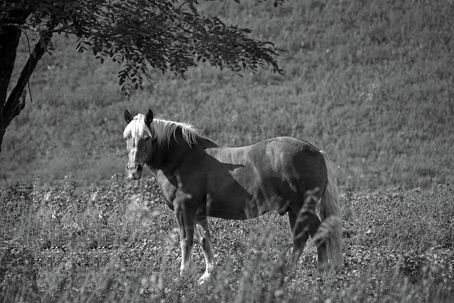 Horse in Black and White Photograph by Mike Murdock
