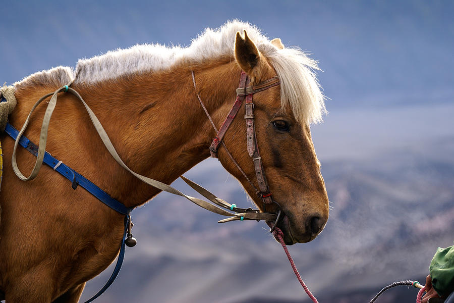 Horse in Bromo Photograph by Shaifulzamri