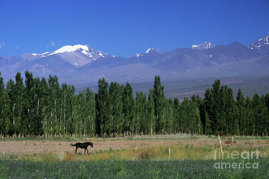 Horse in Calingasta Valley Argentina Photograph by James Brunker