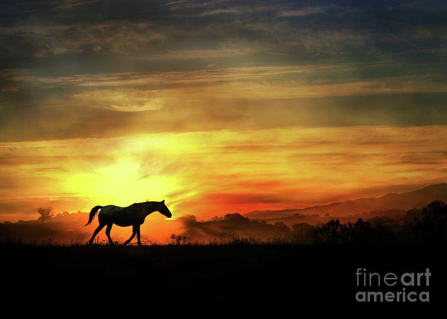 Horse in Country with Southwestern Sunrise Photograph by Stephanie Laird