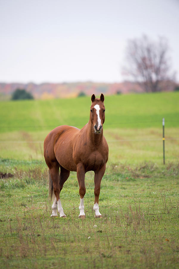 Horse In Field Photograph