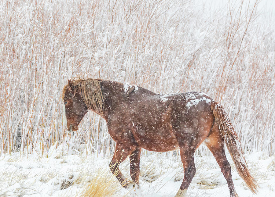 Horse In Heavy Snow Photograph