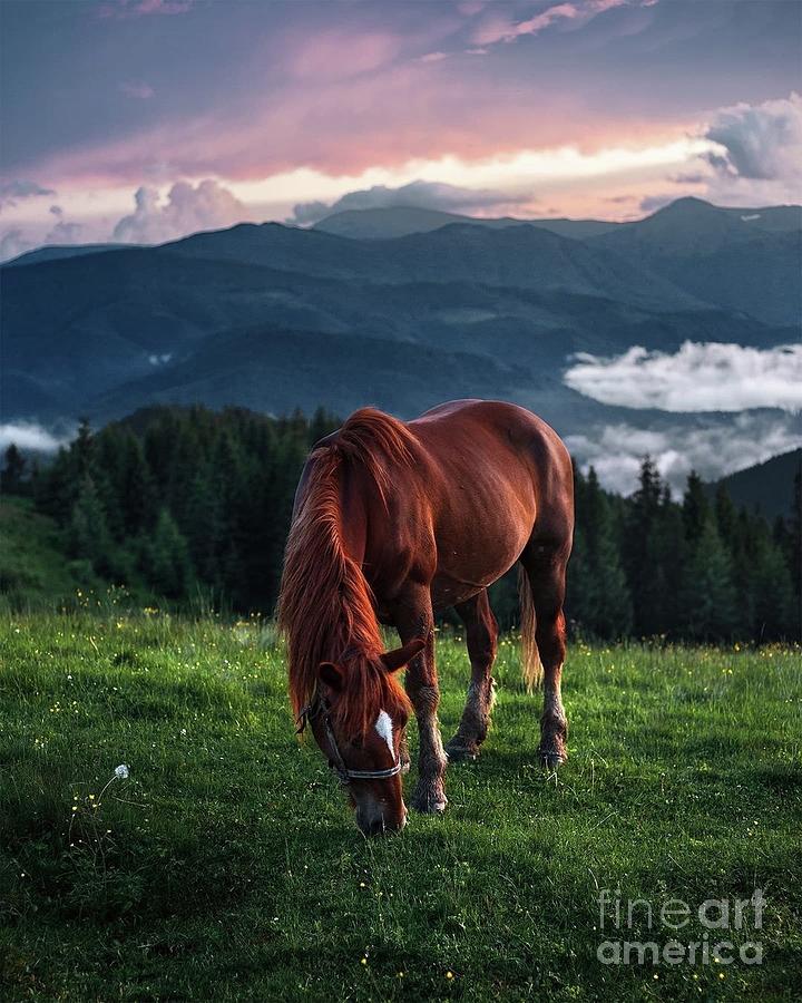 Horse in nature Photograph by Julia Bernardes