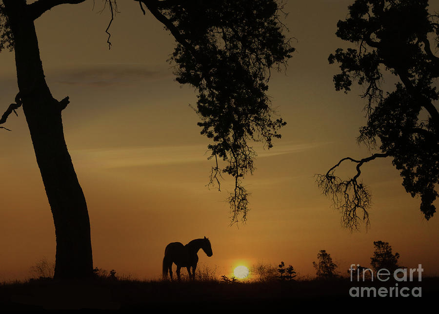Horse in Nature Silhouetted by Southwestern Sunset and Framed By Oak Trees Photograph by Stephanie Laird