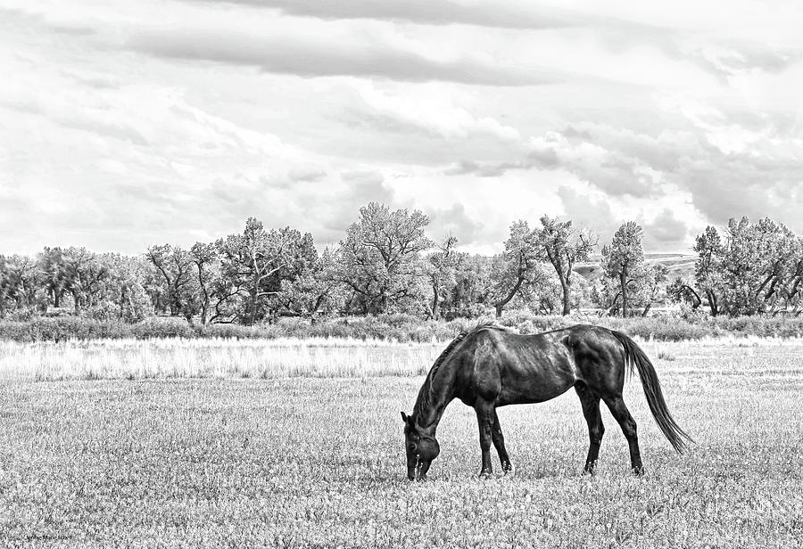 Black Horse in Pasture Monochrome Photograph by Jennie Marie Schell