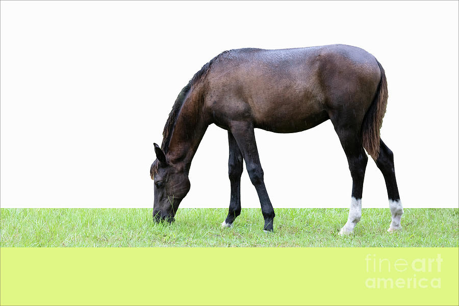 Horse In Pasture Digital Art by Felix Lai