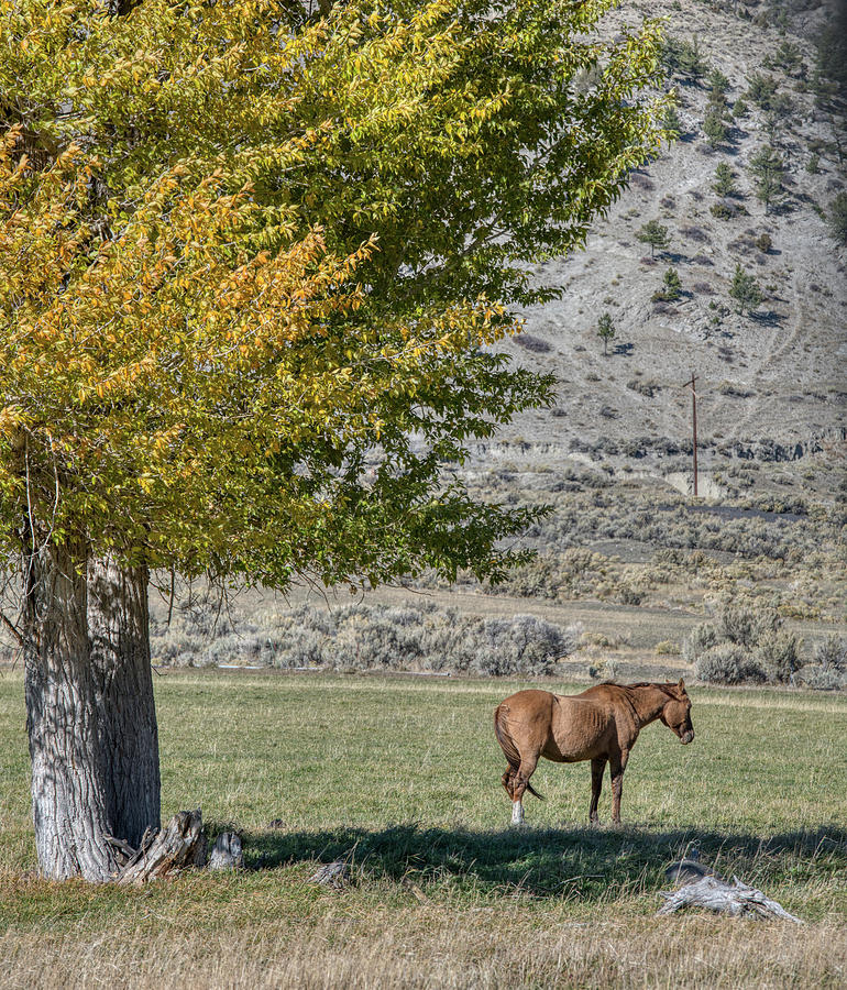 Nature Photograph - Horse in Pasture by Paul Freidlund