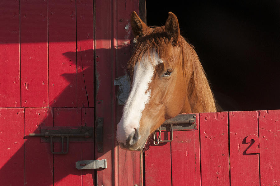 Horse in red barn Photograph by John Elk III