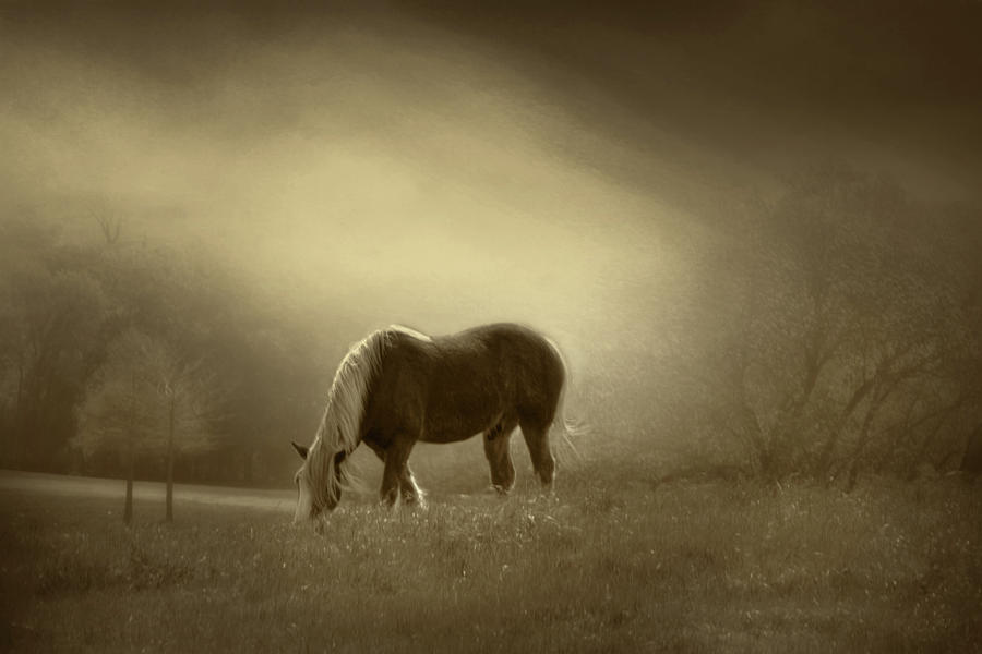Animal Photograph - Horse In Sepia by David and Carol Kelly