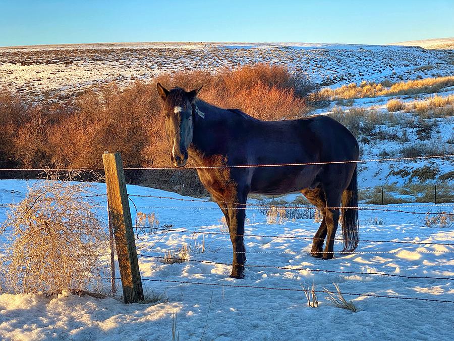 Horse in Snow Photograph by Jerry Abbott