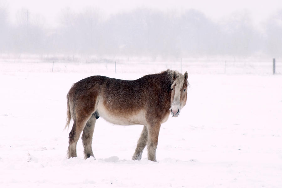 Horse in Snow Photograph by Mark Ivins
