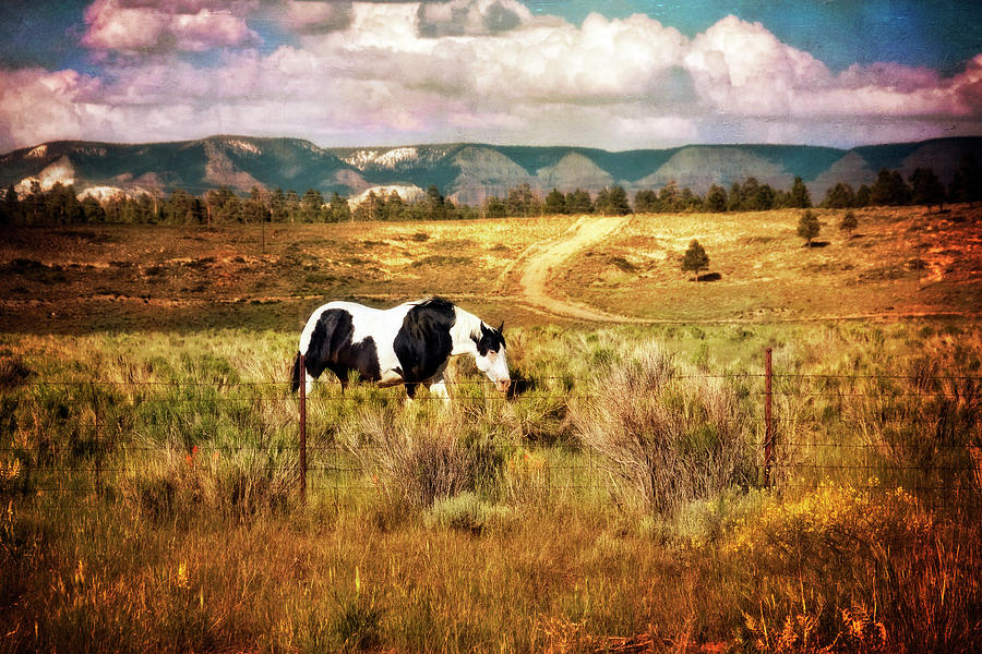 Horse in Southern Utah Photograph by Tammy Wetzel