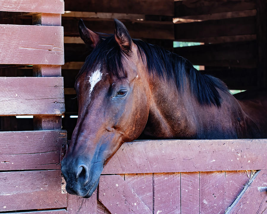 Horse in Stable 05 Photograph by Flees Photos