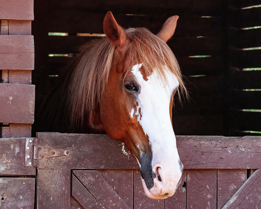 Horse in stable 10 Photograph by Flees Photos