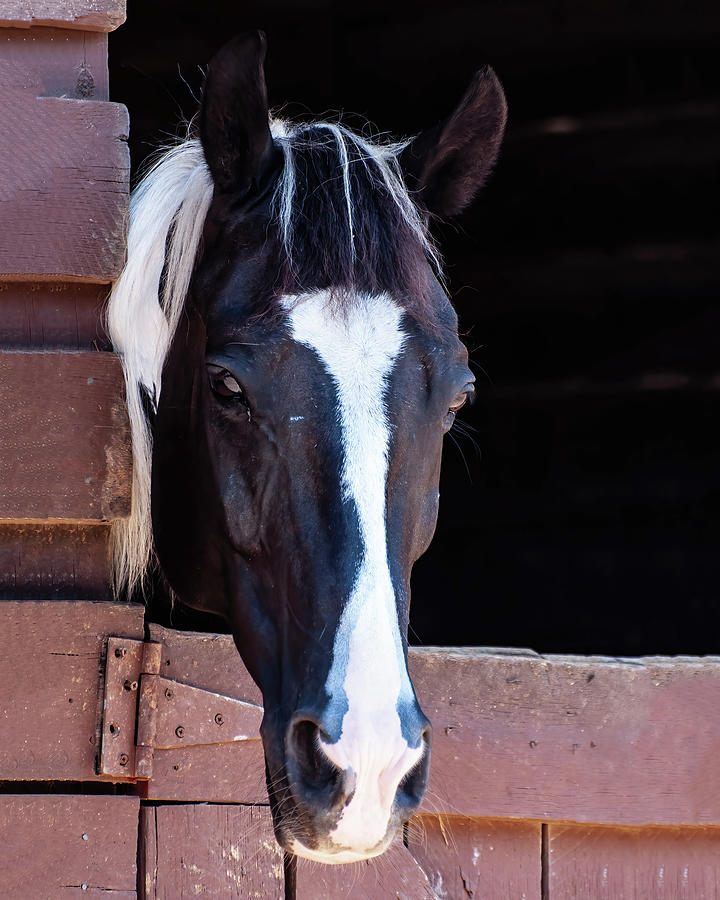 Horse in stable 11 Photograph by Flees Photos