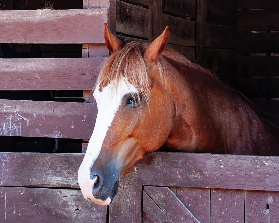 Horse in stable 12 Photograph by Flees Photos