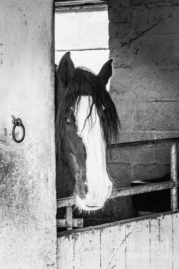 Horse in Stable bw Vert Photograph by Eddie Barron