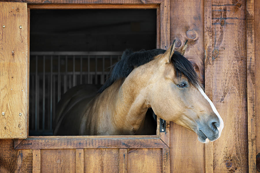Horse Photograph - Horse in stable by Elena Elisseeva