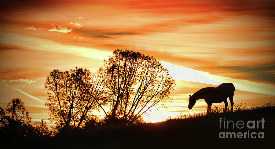 Horse in Sunset and Trees Photograph by Stephanie Laird