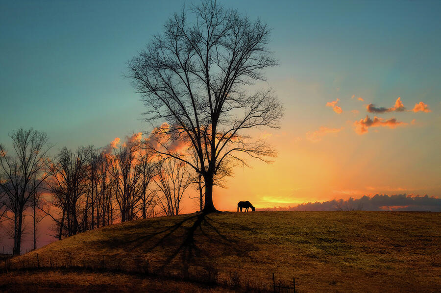 Horse in Sunset Photograph by Lena Auxier