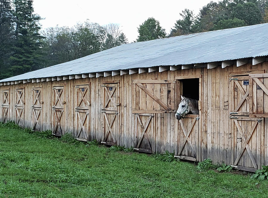 Horse in the Barn Photograph by Denise Romano