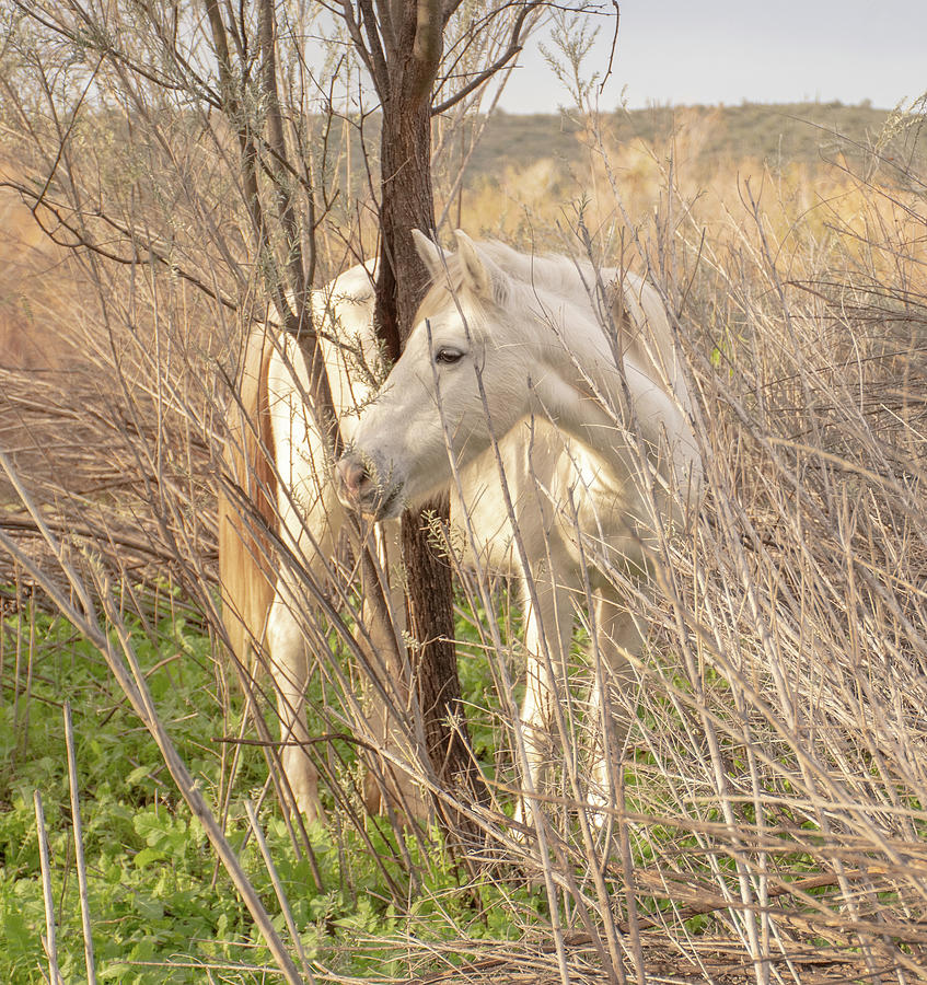 Horse In The Brush Photograph