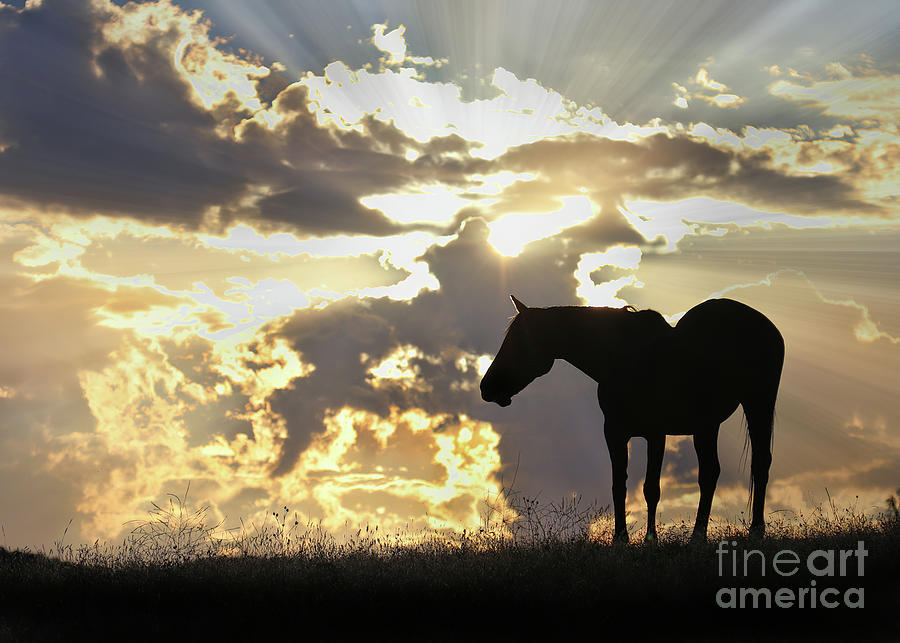 Horse in the Clouds with Sun Rays Photograph by Stephanie Laird