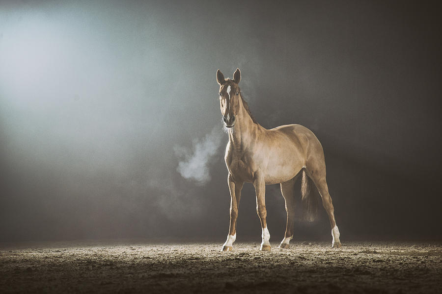 Horse in the fog Photograph by Tomazl