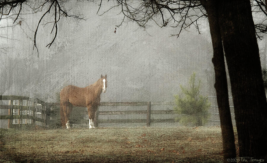 Horse in the Fog Photograph by TruImages Photography