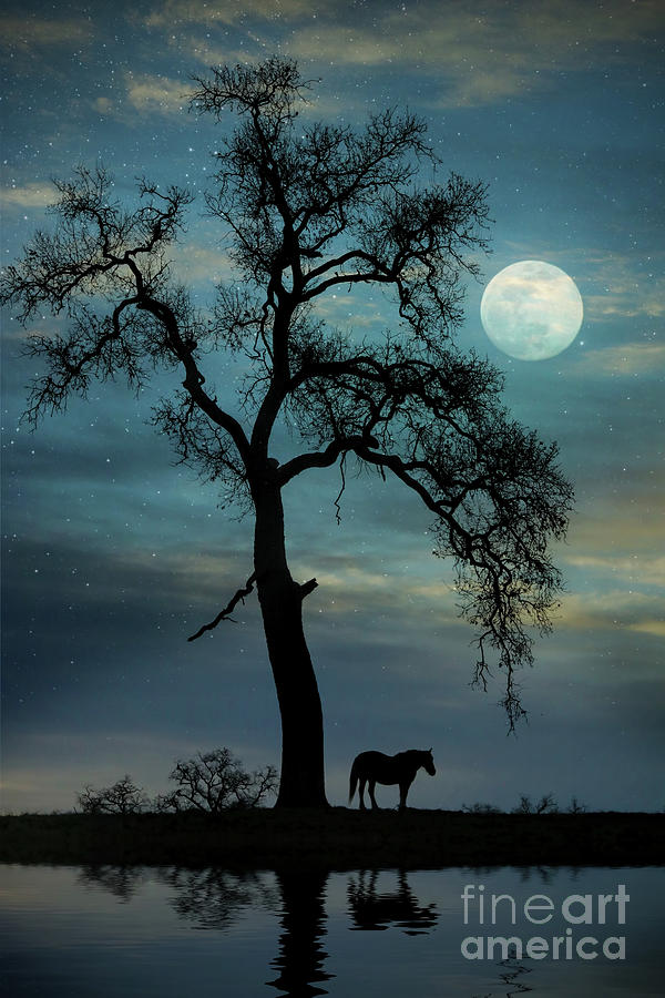 Horse in the Moonlight  Photograph by Stephanie Laird